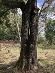 Quercus benthamii