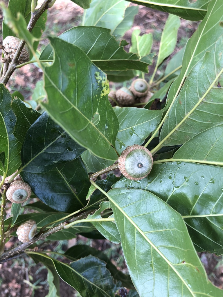 Quercus benthamii