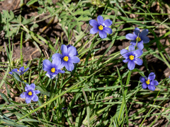 Sisyrinchium pruinosum