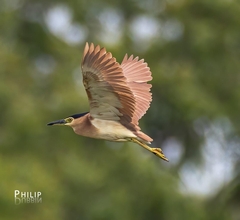 Rufous Night-Heron photo 3