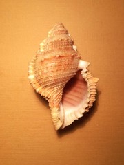 Bufonaria rana