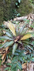 Tillandsia multicaulis image