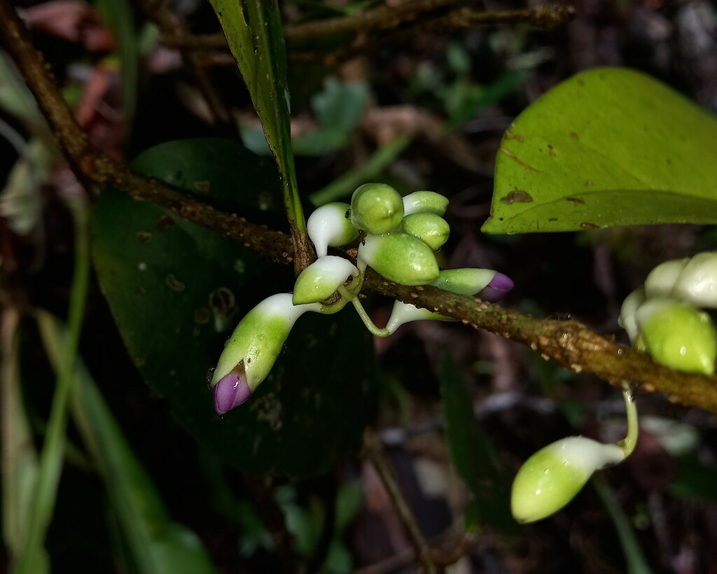 Schlegelia paraensis