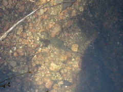 Lithobates berlandieri