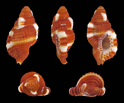 Red Triton Snail