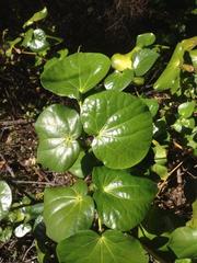 Piper excelsum peltatum