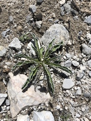 Frasera albomarginata