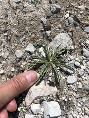 Frasera albomarginata