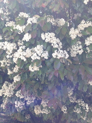 Photinia × fraseri
