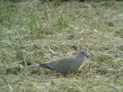Streptopelia decaocto