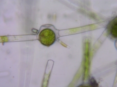 Oedogonium cryptoporum