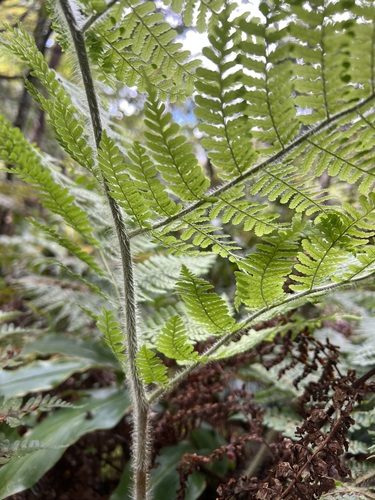 Dryopteris rubiginosa
