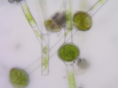 Oedogonium cryptoporum