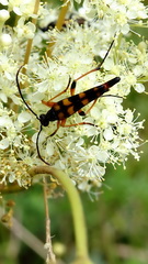 Strangalia attenuata