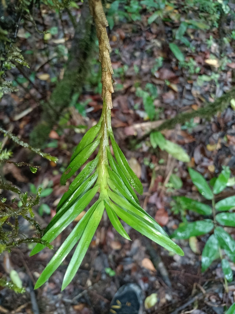 Dichaea trulla