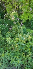 Verbena incompta
