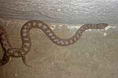 Hypsiglena ochrorhynchus