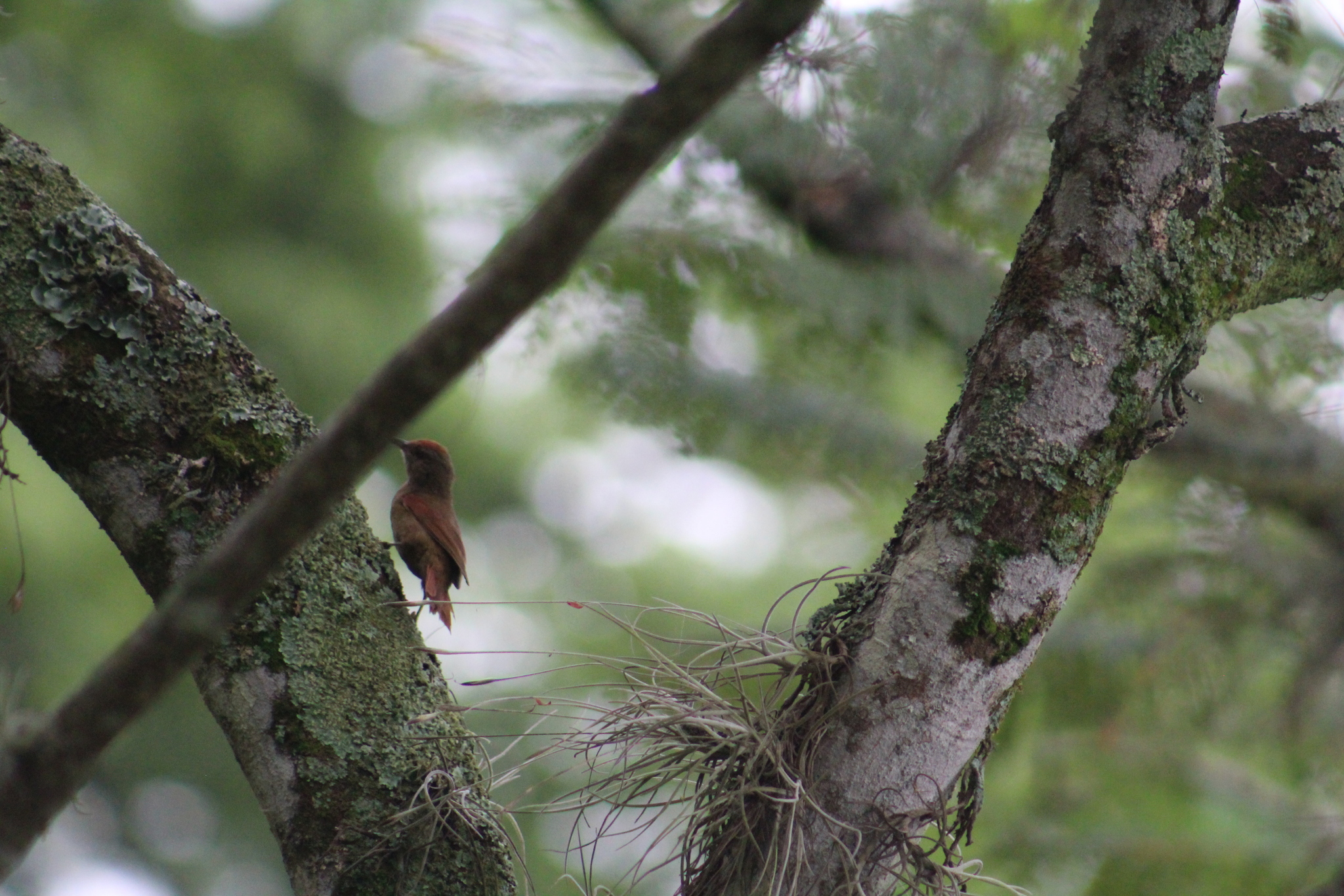 Silvery-throated Spinetail illustration