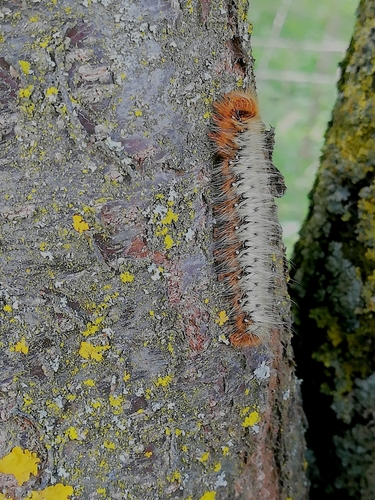 Oak Eggar photo 4