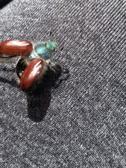 Paracotalpa granicollis