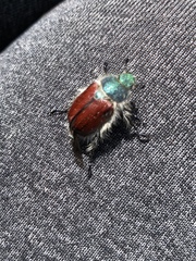 Paracotalpa granicollis
