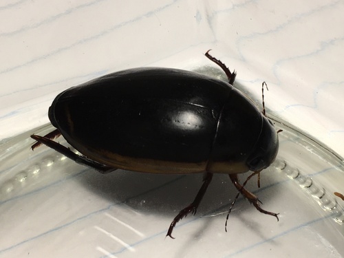Vertical Diving Beetle photo 4