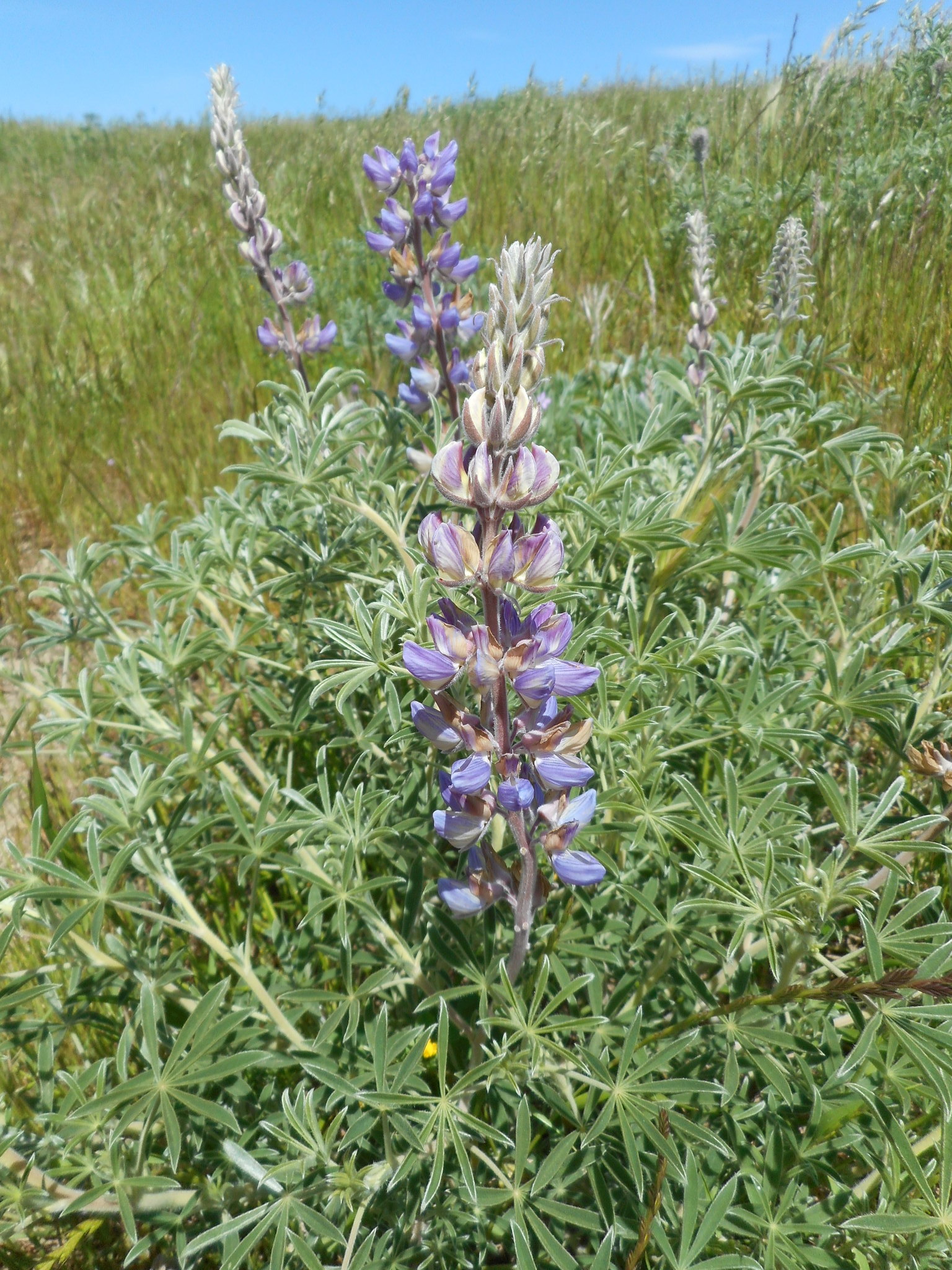 Lupinus formosus var. formosus