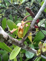 Phragmipedium lindleyanum