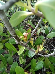 (c) Guillaume Delaitre, some rights reserved (CC BY) Phragmipedium lindleyanum, photograph (c) Guillaume Delaitre, some rights reserved (CC BY)