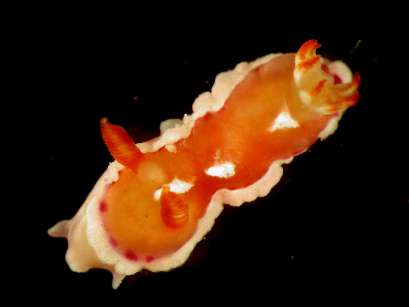Verconia