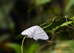 Urapteroides astheniata