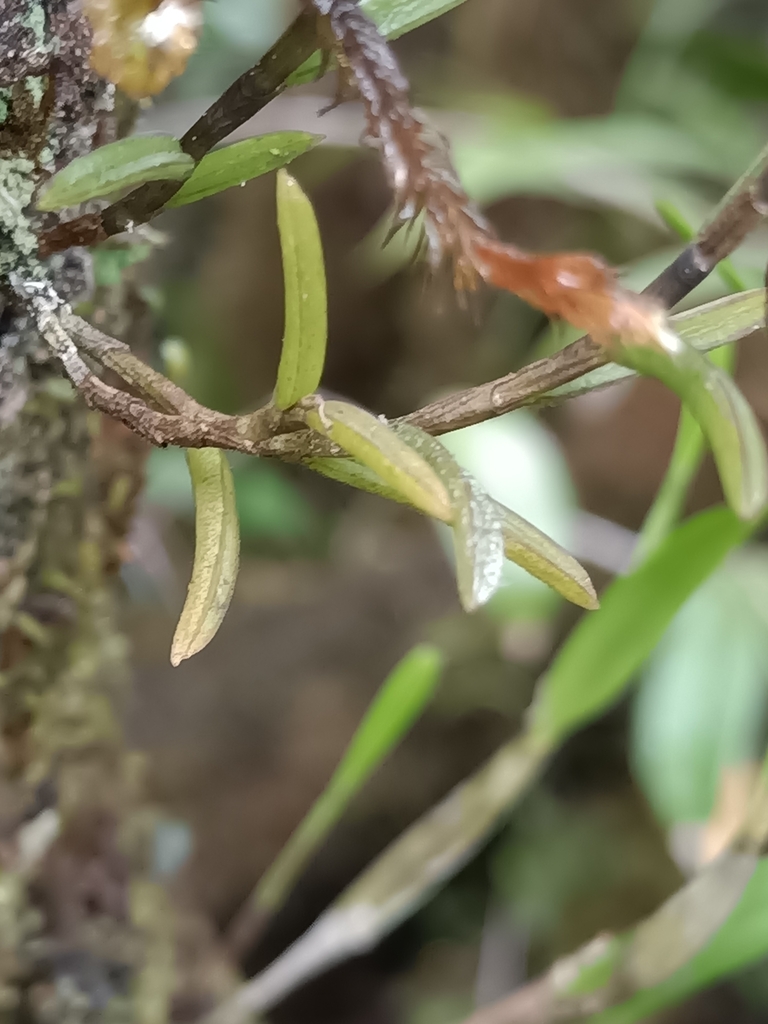 Jacquiniella globosa