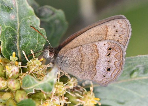 Moneuptychia itapeva