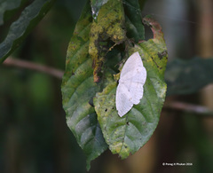 Cyclidia substigmaria