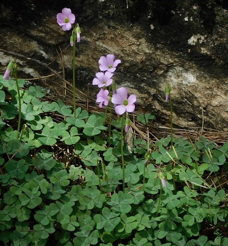 violet woodsorrel