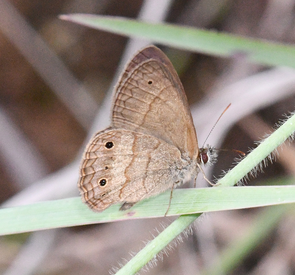 Moneuptychia pervagata