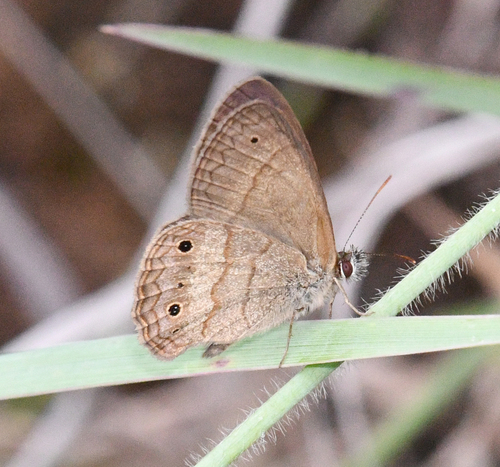 Moneuptychia pervagata