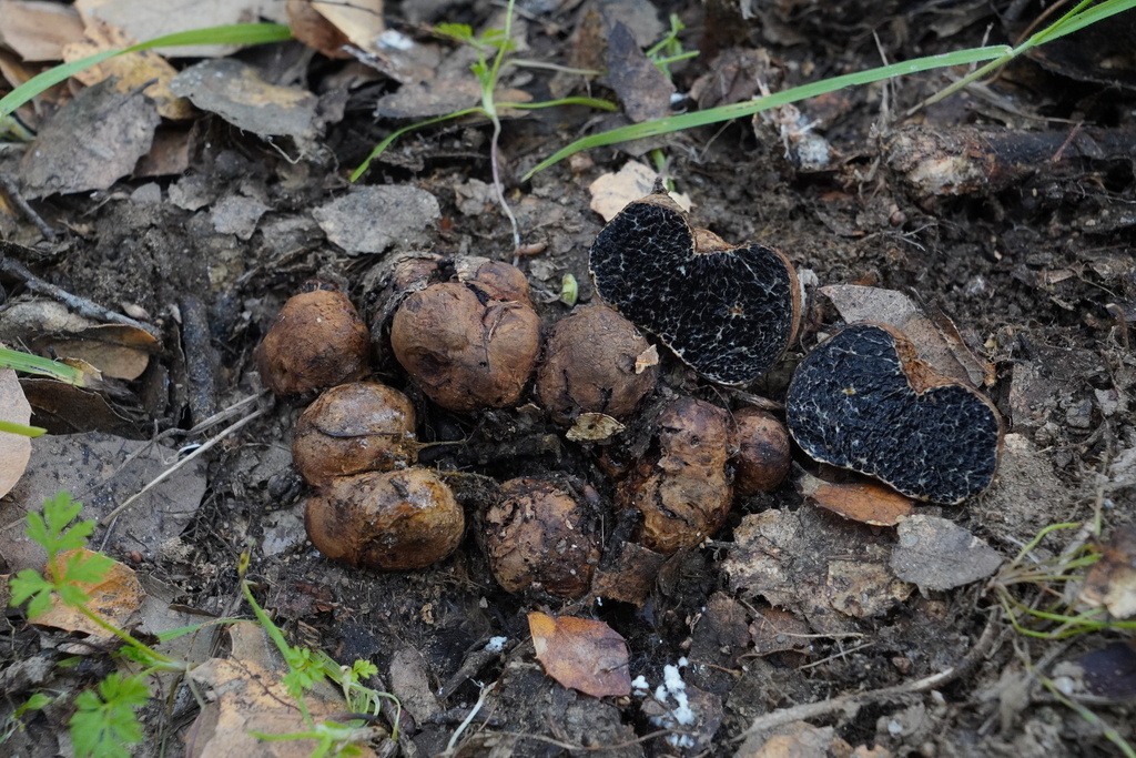 Melanogaster sp. 'CA04'