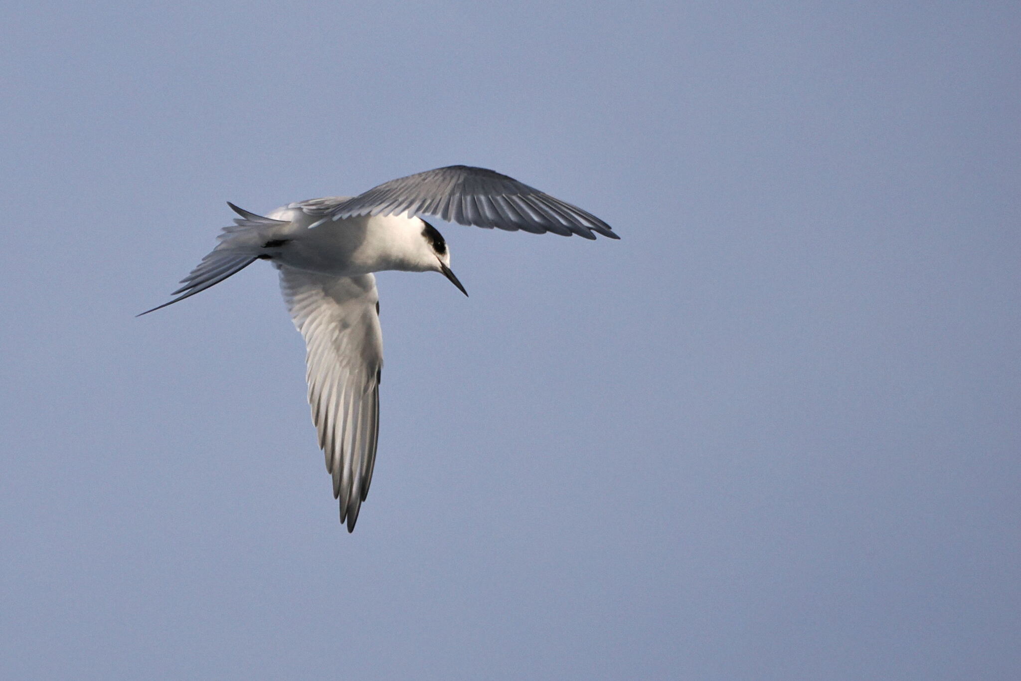 Arctic Tern