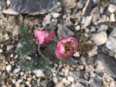 Ranunculus andersonii