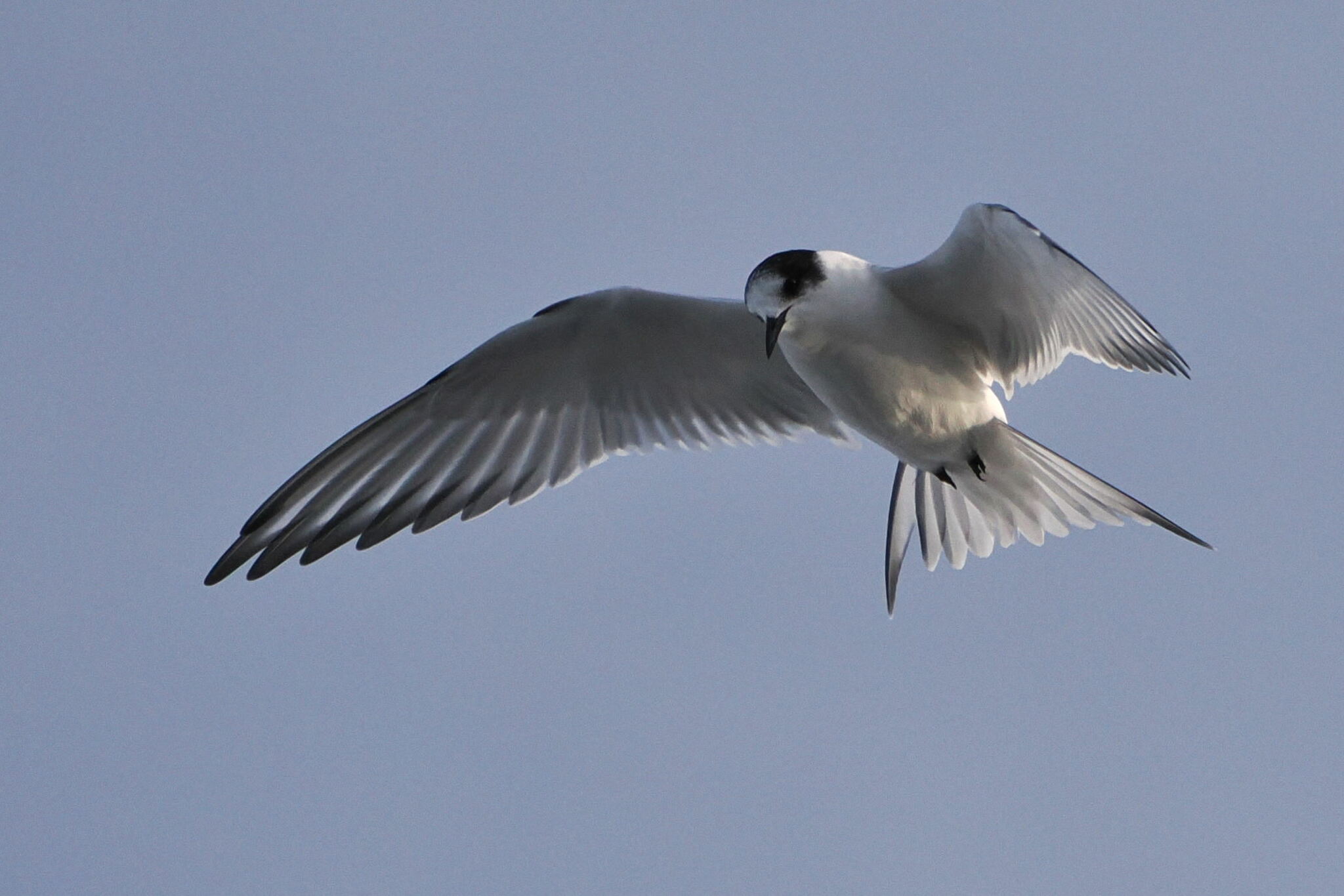 Arctic Tern