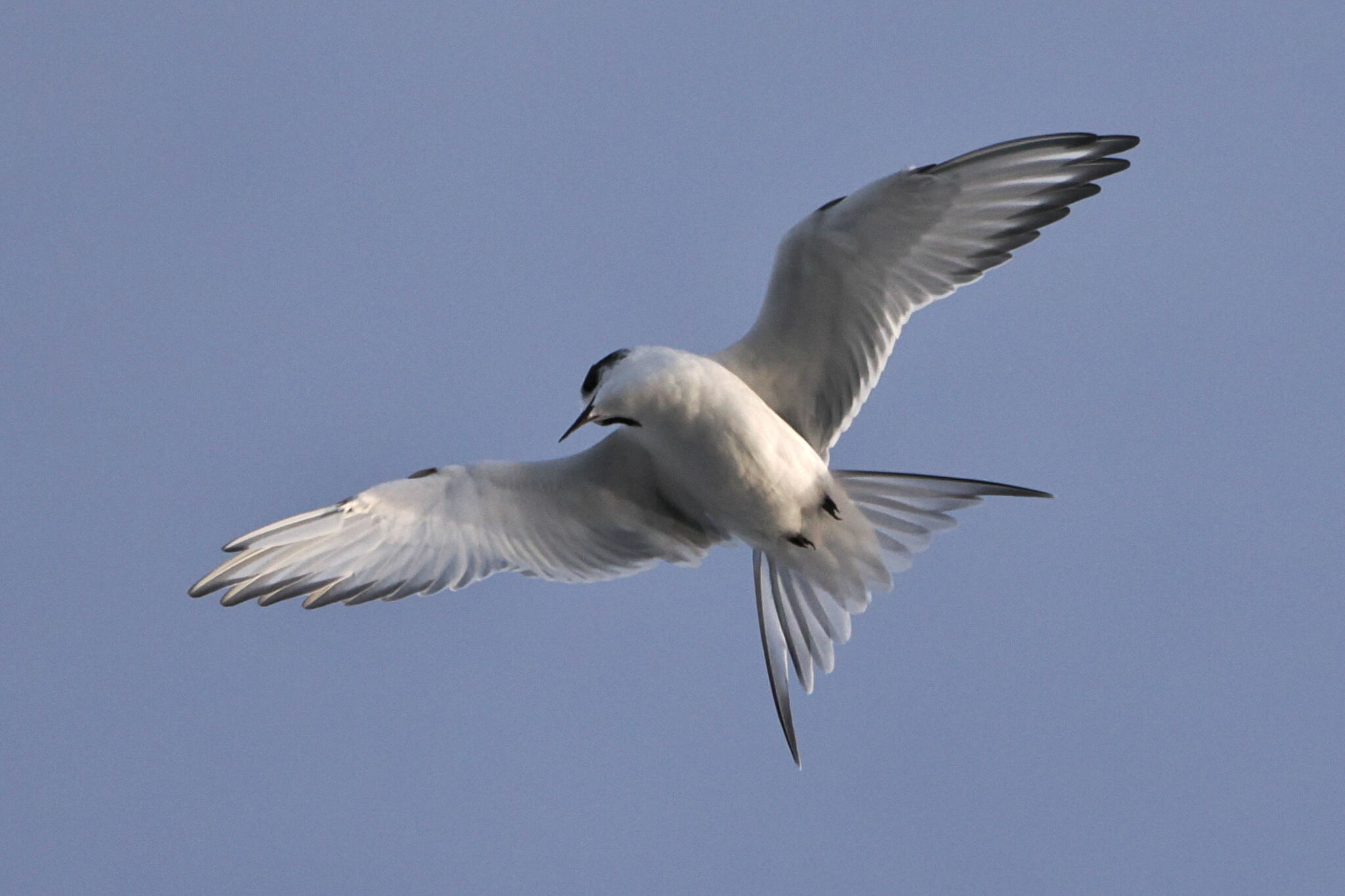 Arctic Tern