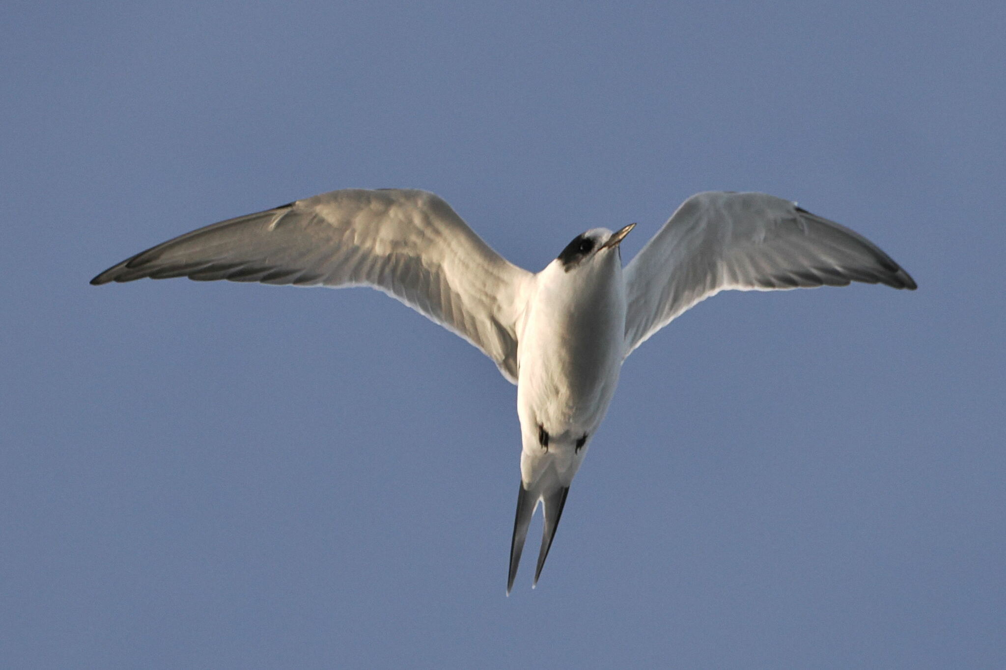 Arctic Tern