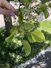 Pyrus calleryana