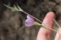 Clarkia purpurea