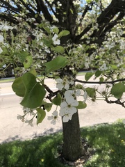 Pyrus calleryana