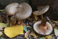 Paxillus involutus