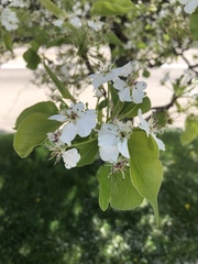 Pyrus calleryana