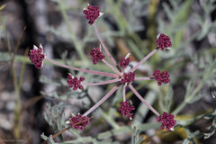 Lomatium hooveri