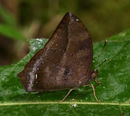 Narope cyllastros